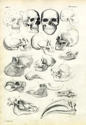 Schädel, 1863-79